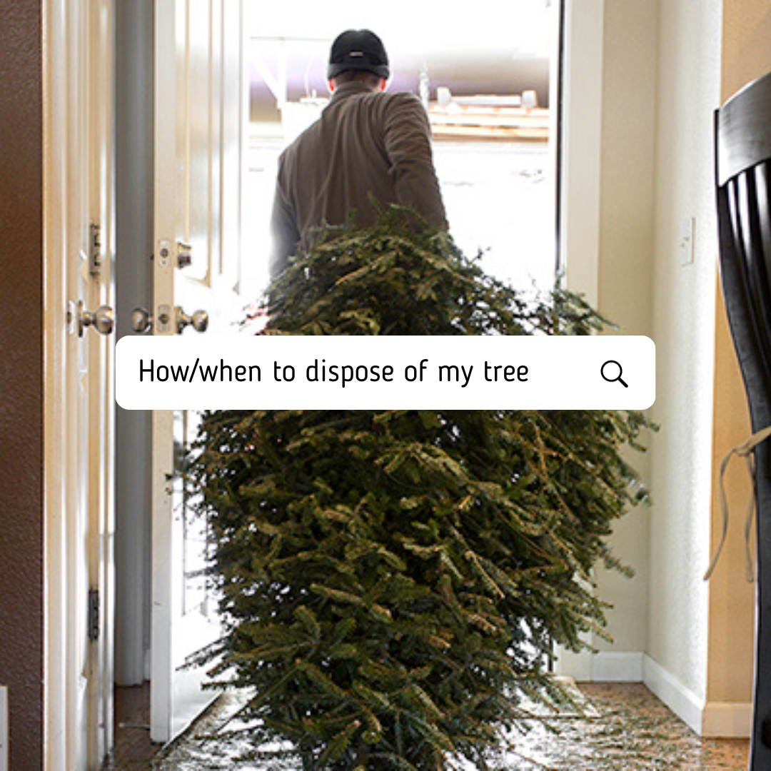 Christmas Tree Disposal Information